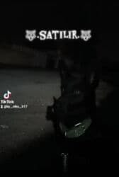 çau çau iti: 9 месяцев, Самка, Платная доставка — 1