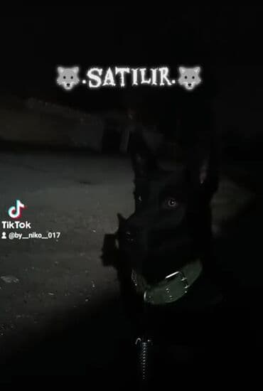 xaski itleri qiymeti: Alman çoban iti, 9 ay, Dişi, Peyvəndli, Ödənişli çatdırılma — 1