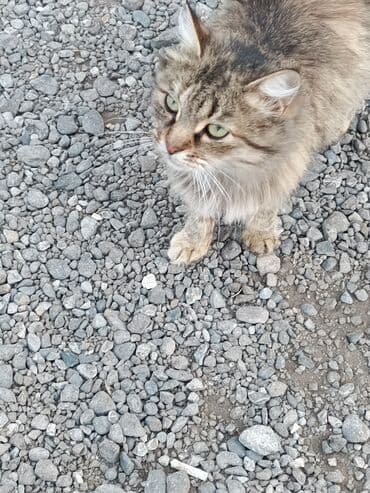 pişik satışı bakı: Şinşilla, Dişi, Yaxşı əllərə, Ödənişli çatdırılma, Ünvandan götürmə — 5