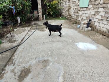 кане корсо цена: Kane-Korso, 1 ay, Sənədli, Ünvandan götürmə, Pulsuz çatdırılma, Ödənişli çatdırılma — 2