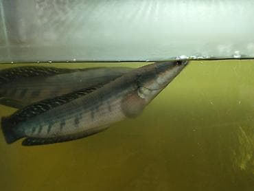 dib balıqları: Yırtıcı — 4