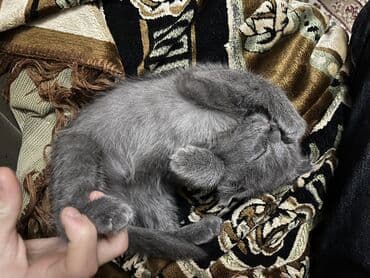 İtlər: Şotland yastı qulaq, Erkək, Ünvandan götürmə — 6