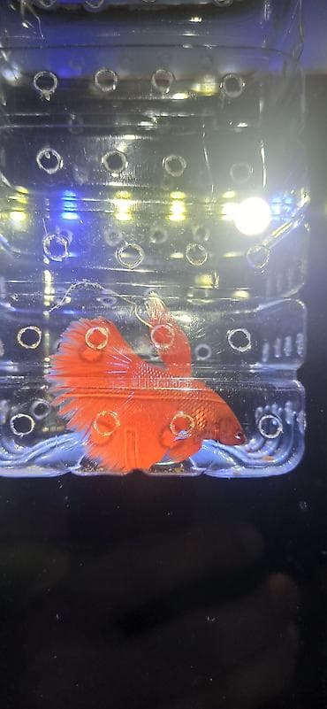 heyvan evləri: Betta (Petuşok balığı), Ünvandan götürmə — 3