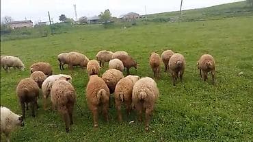 akvaryum balığı satış: Quzu — 1