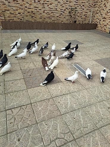 ucuz goyərcinlər: Salam 35 eded goyercindi kom 7 manat.tek tek 10 manat. Təsvir: - — 4