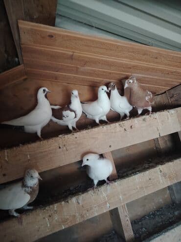 домик для собак: Məhsul: Qabılqa (ev göyərçinləri) qrupu Təsvir: - Şəkillərdə ağ — 1