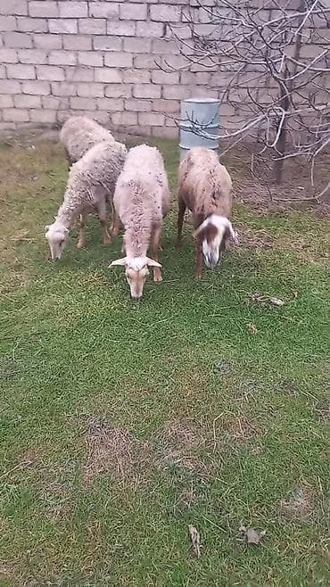 Собаки: Mal-qara: Qoyunlar – 4 baş Təsvir: - Şəkillərdə görünən 4 baş gənc — 1