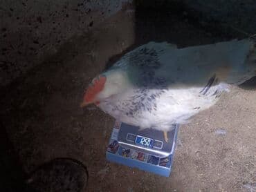 Toyuq, Yumurtalıq, Ünvandan götürmə