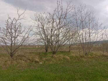 xacmaz rayonu qusarcay kendi: Kənd təsərrüfatı — 10