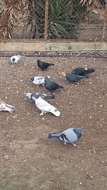 scottish fold qiymeti: Satılır — 2