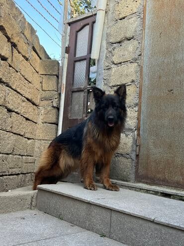 Tofas: Alman çoban iti, 1 ay, Erkek — 3