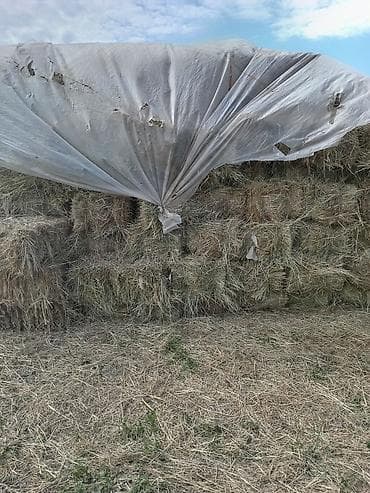 yorga atlar: Ot balyaları – quru yem - Məhsul: təbii biçinli quru ot, düzbucaqlı — 1