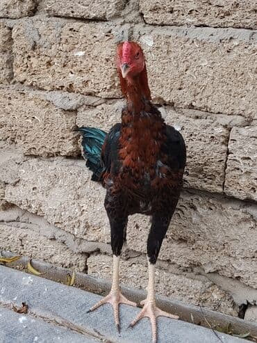 İtlər: Məhsul: Tovuq (xoruz balası) Təsvir: - İri bədən quruluşlu, uzunboy — 3