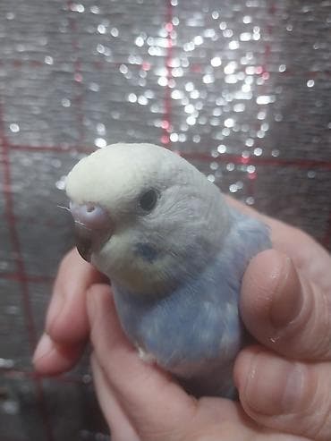 ev quslari adlari: Rainbov rənglərində 2 ədəd tutuquşu balaları satılır tam yemə — 1