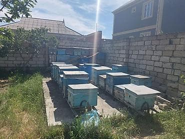 heleb keçisi: Arıçılıq üçün hazır pətək və avadanlıq dəsti - Şəkillərdə gördüyünüz — 3