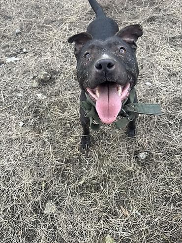 hinduwka satiwi: Pitbul, Erkek — 4