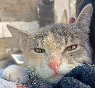 Heyvanlar: Ev pişiyi sahiblendirilir.7 ayliqdir. Cins sortla qarişiqdir. Qurd — 2