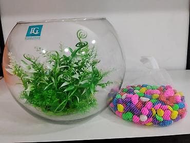 akva ayaqabılar: 🐠 Möhtəşəm Betta Dəsti – Hazır Komplekt 🐠 Evdə sakitlik və gözəllik — 2