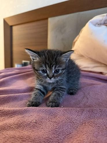 sani kecileri satisi: Tabbi, Dişi, Yaxşı əllərə, Pulsuz çatdırılma — 1