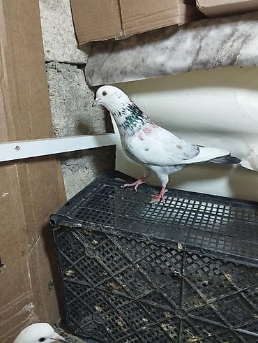 lelek: Evdə saxlanılan müxtəlif rəngli göyərçinlər - Növlər: uçan yerli — 1