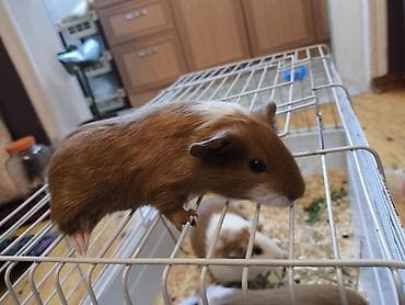 su donuzu: Ev heyvanı – dəniz donuzu (guinea pig) • Növ: Qısa tüklü guinea pig — 4