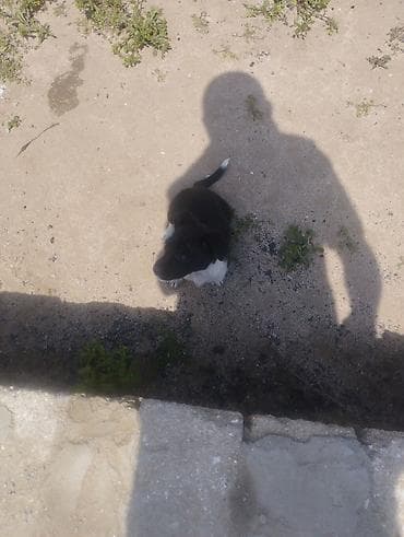 qanqal balası: Zvonok, 1 ay, Dişi, Peyvəndli, Ödənişli çatdırılma — 2