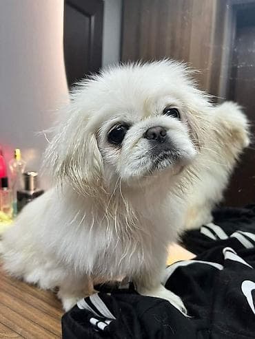 pekinesin qiymeti bazarda: Pekines, 1 il — 3