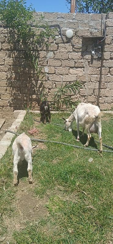 keçi bazarı: Sani kecisi 2 ayliq erkek cepisleri ile tecili satilit.balalar ot — 8