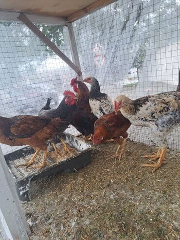 cins inekler: Курица, Для мяса — 1