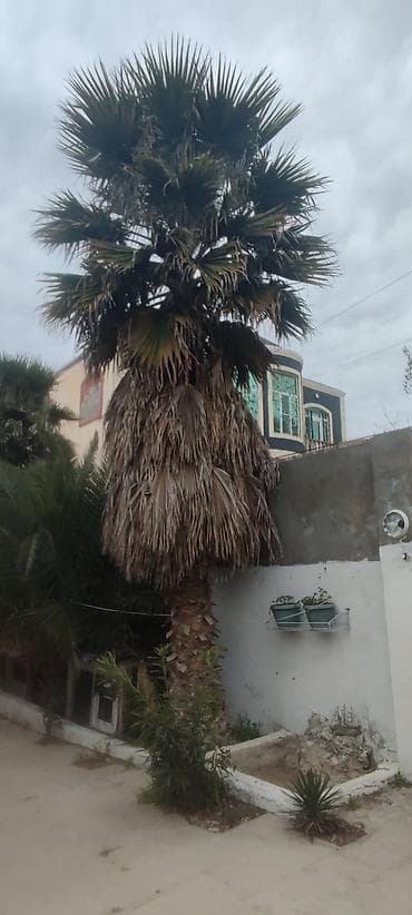 polad ağacı: Dekorativ palma ağacı – böyük ölçülü - Növ: dekorativ fan‑yarpaqlı — 2