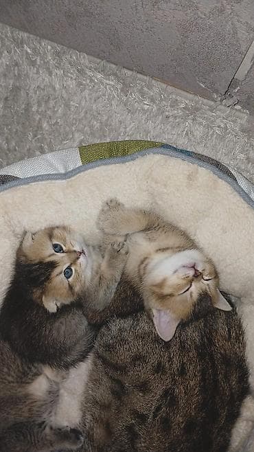 pişik pulsuz: Şotland yastı qulaq, Erkək, Dişi, Yaxşı əllərə, Ünvandan götürmə, Pulsuz çatdırılma, Ödənişli çatdırılma — 3