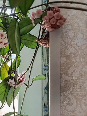 gül hediye: Hoya carnosa (Vaxtı-vaxtında çiçəkləyən mum gül) – sarmaşıq tipli otaq — 2