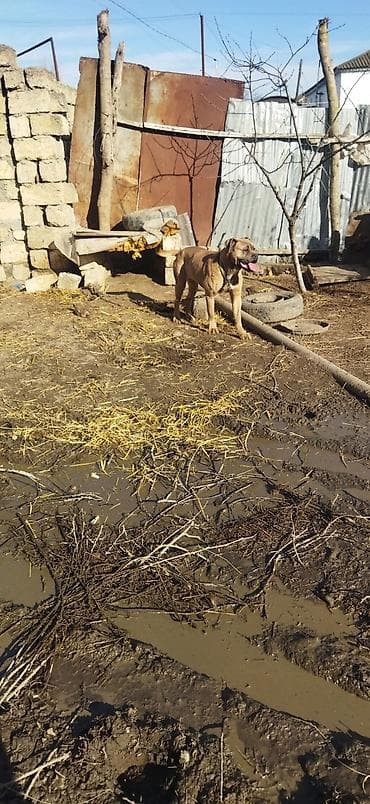 Balıqlar: Məhsul: İt (iri cüssəli, qısa tüklü, qəhvəyi rəng) Təsvir: - Güclü — 2