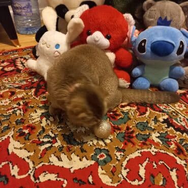 Daraq panellər: Fiqur — 4