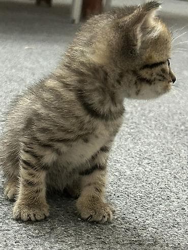 Кошки: Табби, Самка, В добрые руки, Самовывоз, Платная доставка — 4