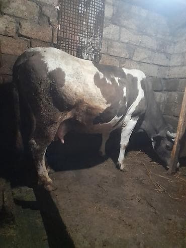 cins inək: Süd verən inək - Cins tipi: qəhvəyi-ağ qarışıq rəngli, buynuzlu - — 2