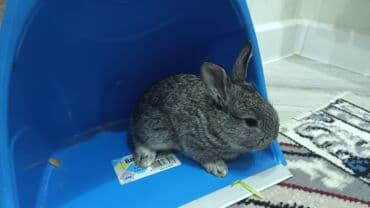 kaliforniya dovşanı: Dovsan balalari satilir — 13