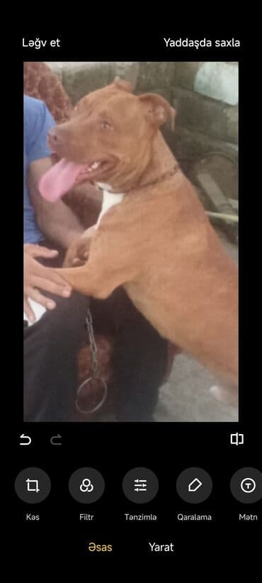 layka iti: Pitbul, 10 ay, Erkek — 2