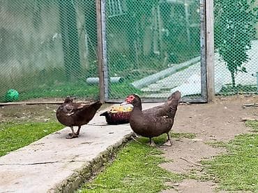 quş əti: Erkək, Damazlıq, Ödənişli çatdırılma — 2