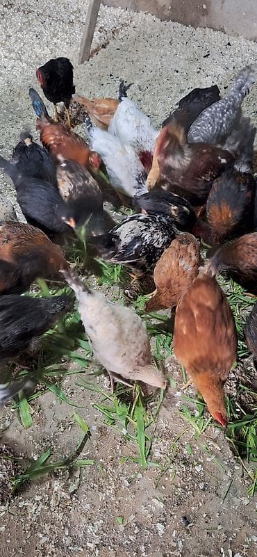 kənd çolpası: Toyuq, Damazlıq — 8