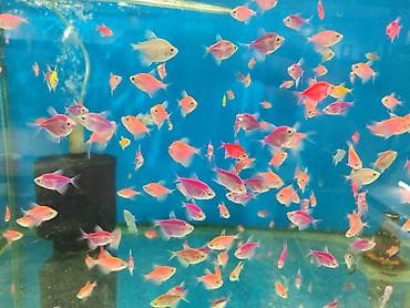 xasqi balaları: Danio, Sülhsevər — 3