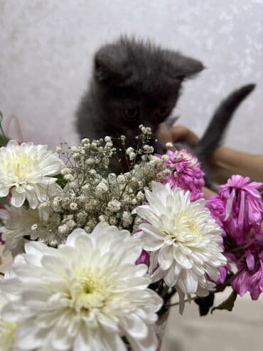 мейн кун купить в баку: Amerikan Shorthair — 2