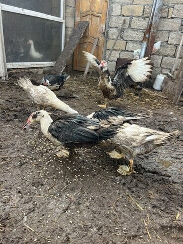 Коровы, быки: Самка, | Lal ordek, Для разведения, Самовывоз — 2