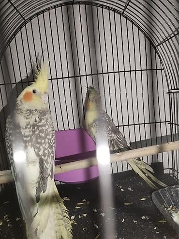 Gəmiricilər: Məhsul: Nimfa (Cockatiel) cütlüyü – “perl”/“pied” rəng mutasiyası — 3