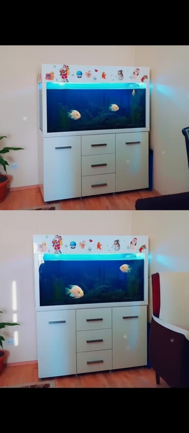 balıq haqqında melumat: Akvarium-şkaf, Balıqlarla birlikdə, 600 l, Ünvandan götürmə — 1