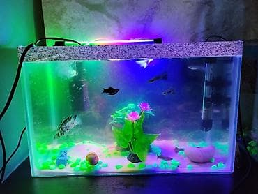 akvarum baliqi: Dördbucaq akvarium, Boş, 20 l — 2