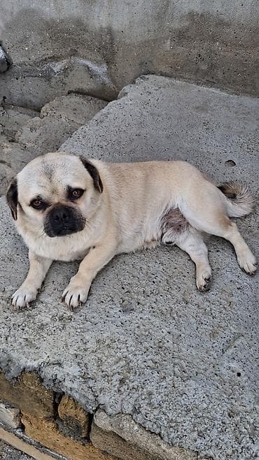 barter itlə: Mops, 1 il, Erkek — 7