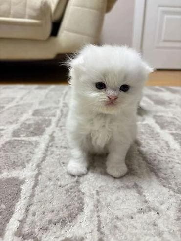 Pişiklər: Şirin balaca pişik balaları - Növ: Uzunsaqallı ev pişiyi (şəkillərdə — 3