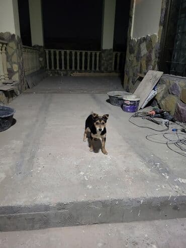 İtlər: Zvonok, 3 ay, Dişi, Peyvəndli, Ünvandan götürmə — 1