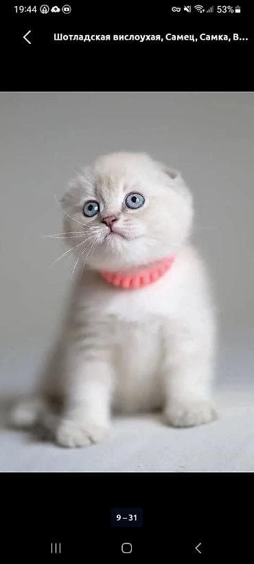 Pişiklər: Şotland — 4